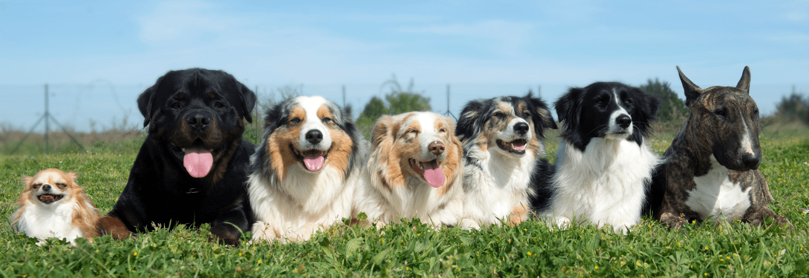 Elena Bellaio – Medico Veterinario Comportamentalista